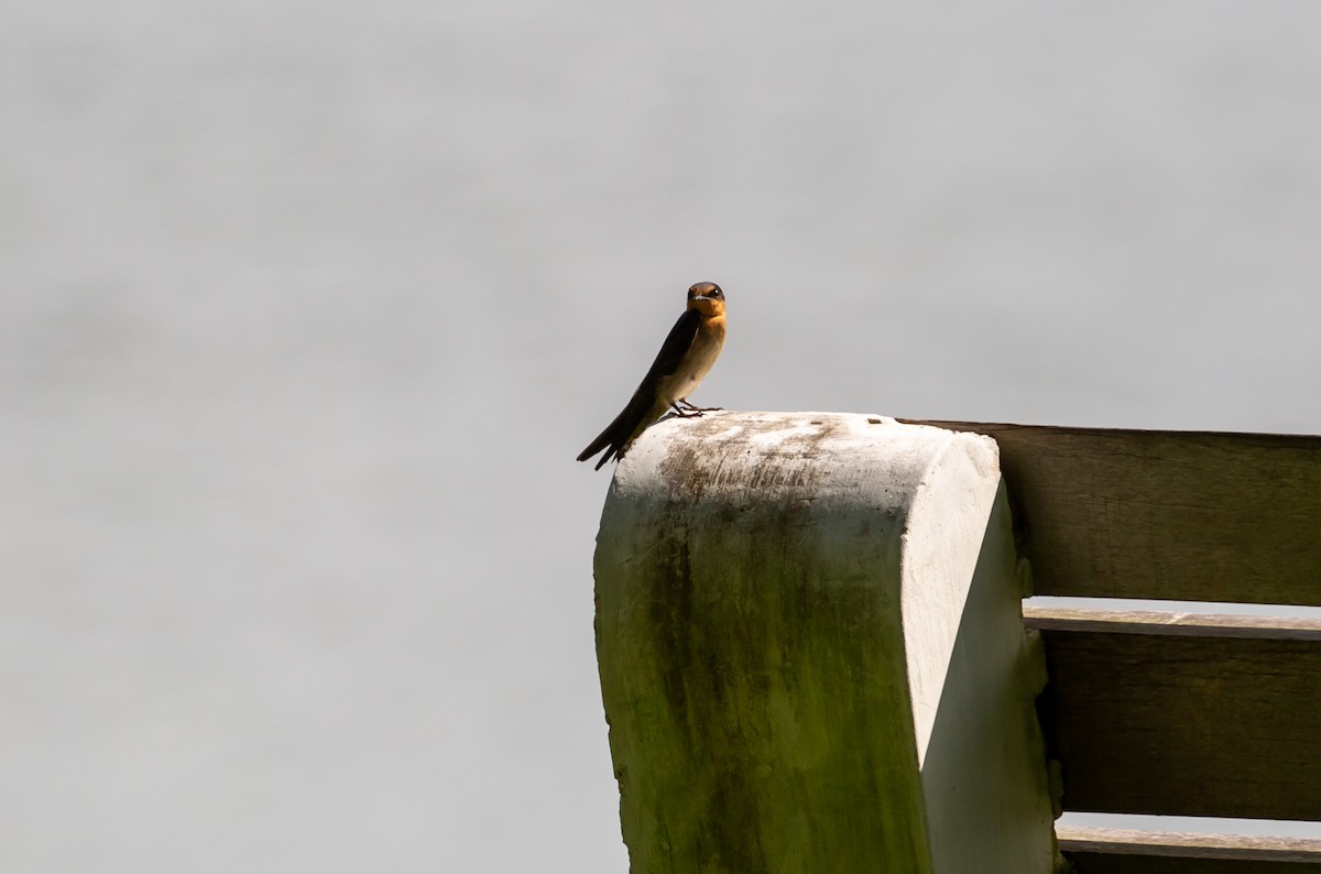 Pacific Swallow - ML496856671