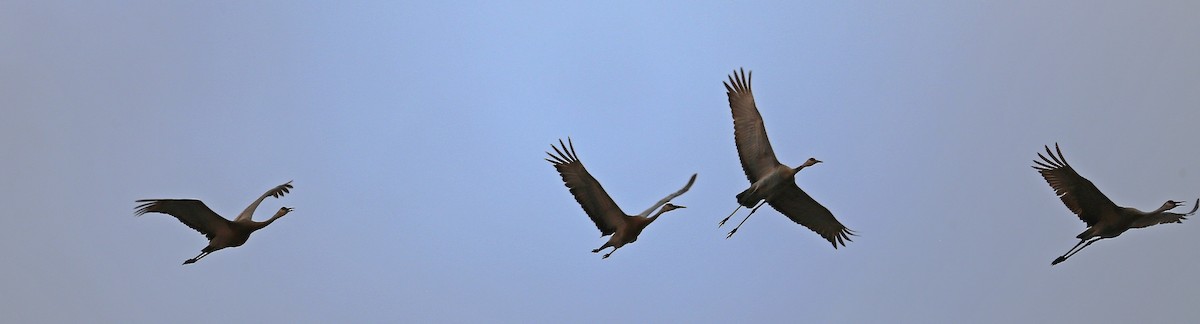 Sandhill Crane - ML49685711