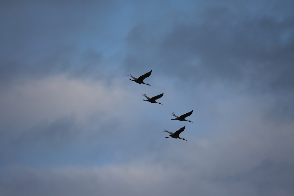 Sandhill Crane - ML49685731