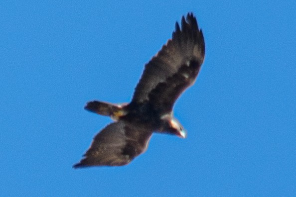 Golden Eagle - ML496857581