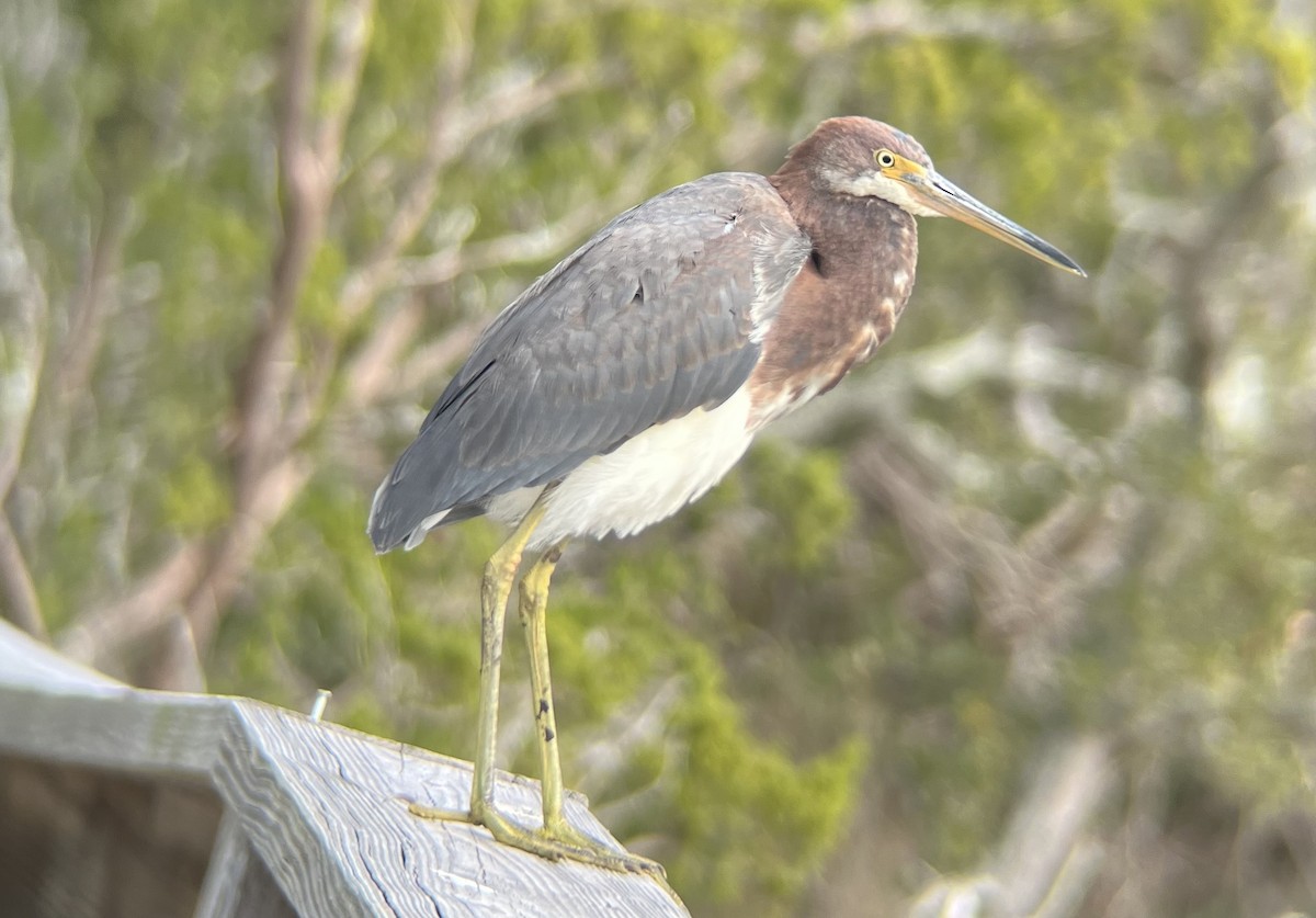 Tricolored Heron - ML496858021