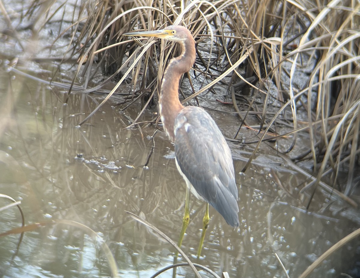Tricolored Heron - ML496858081