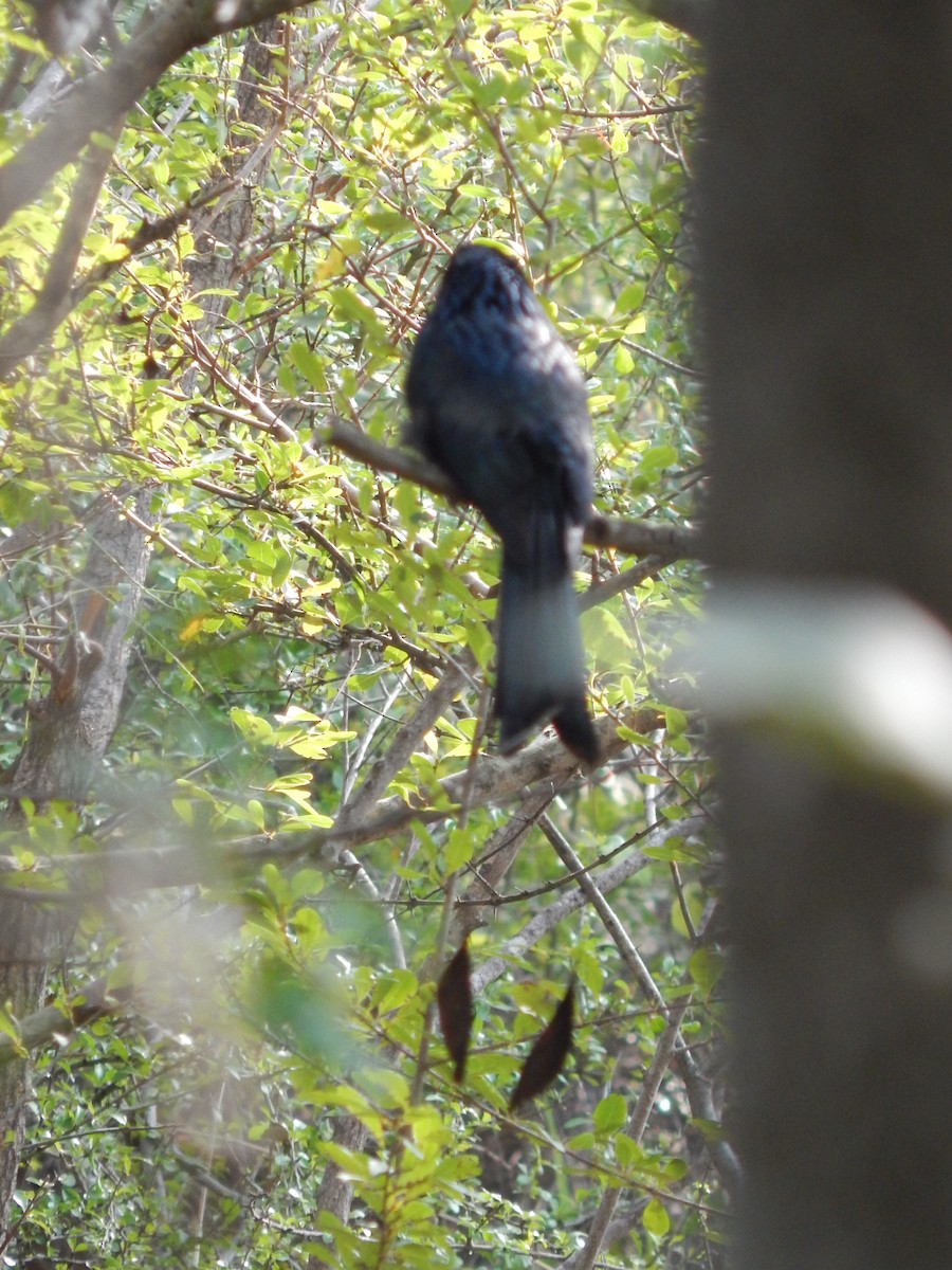 Greater Racket-tailed Drongo - ML49685841