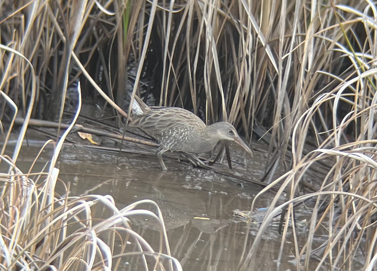Clapper Rail - ML496858481