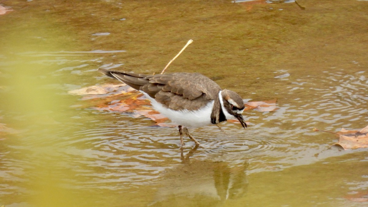 Killdeer - ML496858731