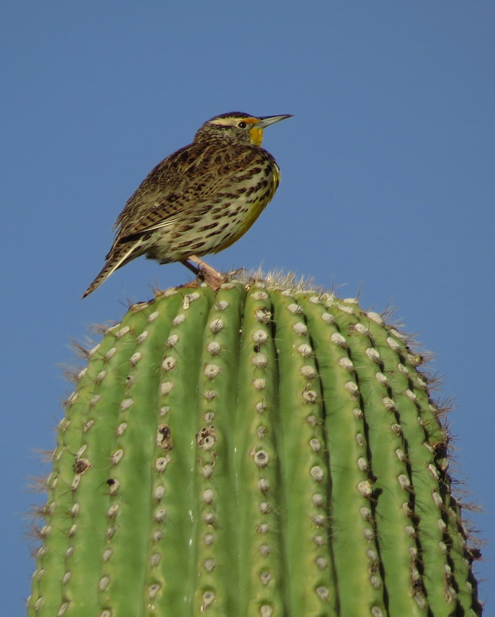 Western Meadowlark - ML49685941