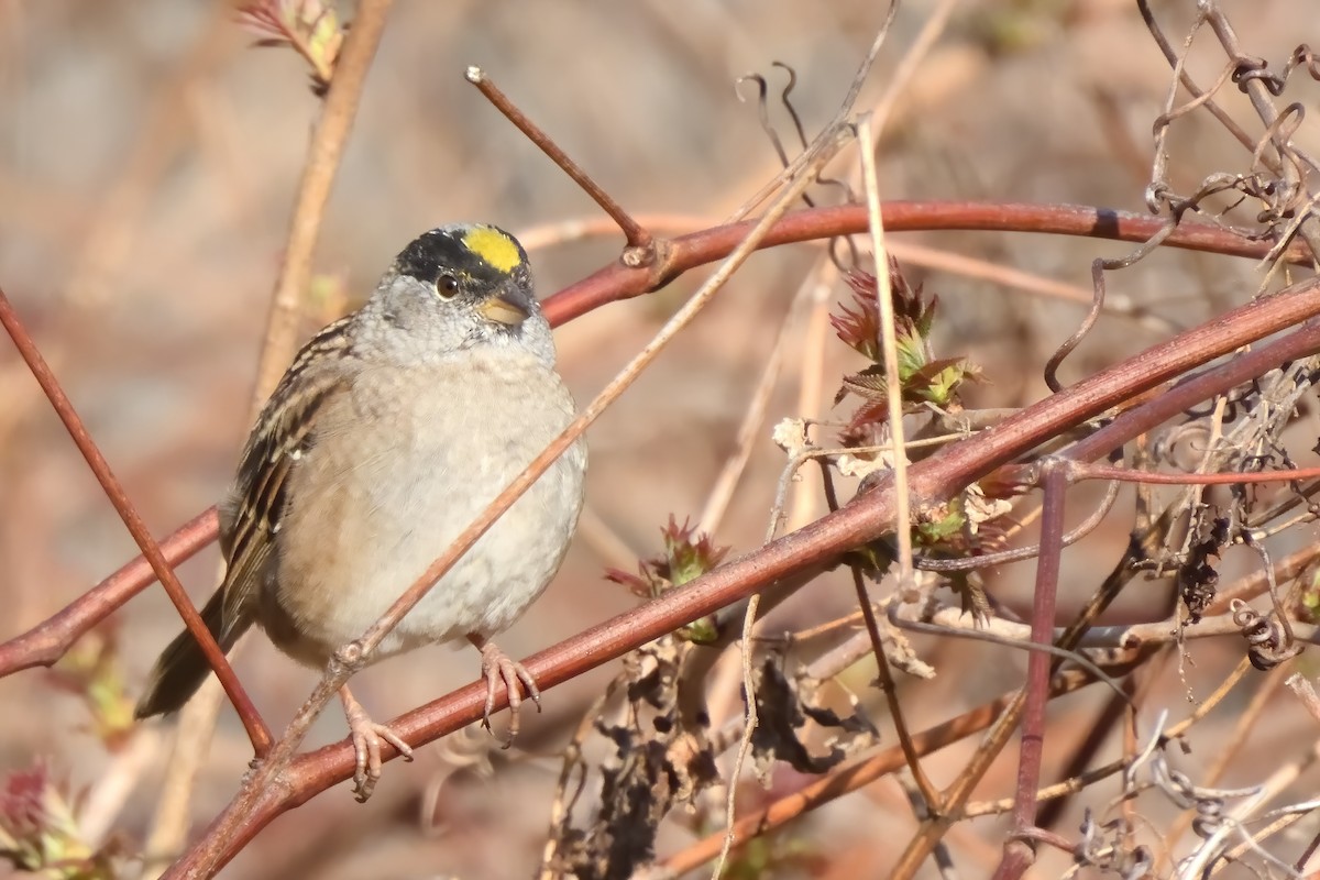 Golden-crowned Sparrow - ML496860271