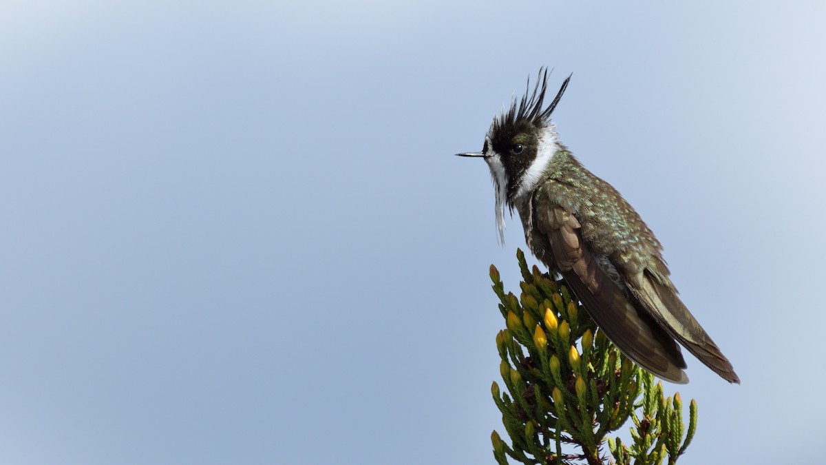 White-bearded Helmetcrest - ML496863541