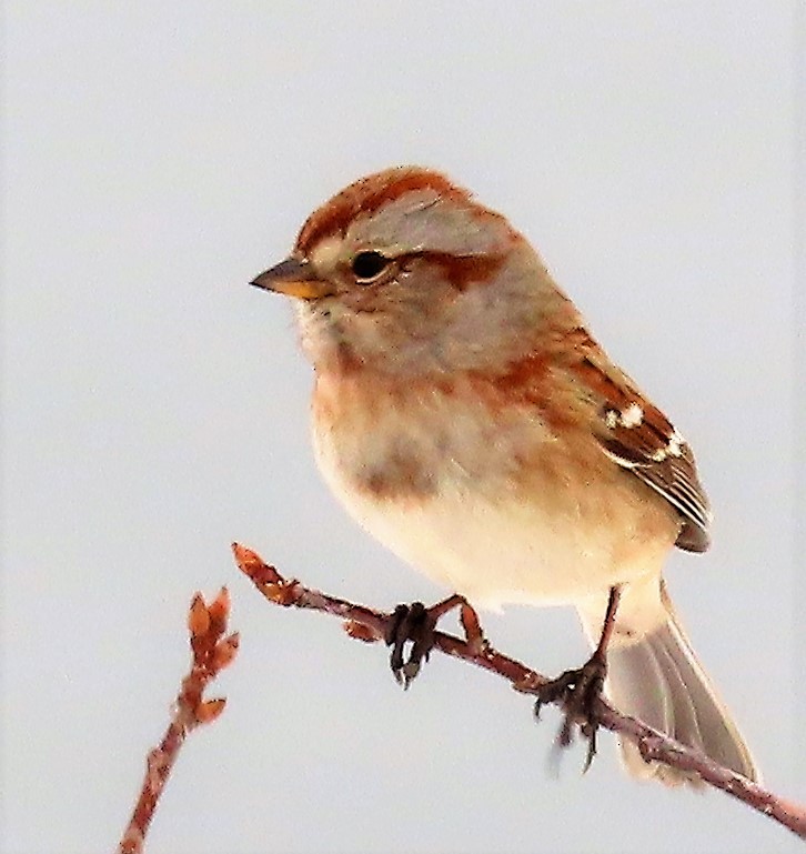 American Tree Sparrow - ML496864291