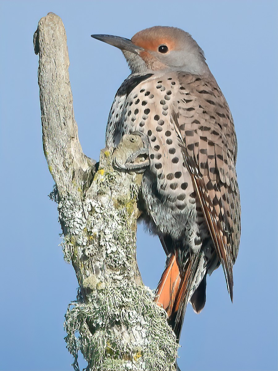 Northern Flicker (Red-shafted) - ML496864551
