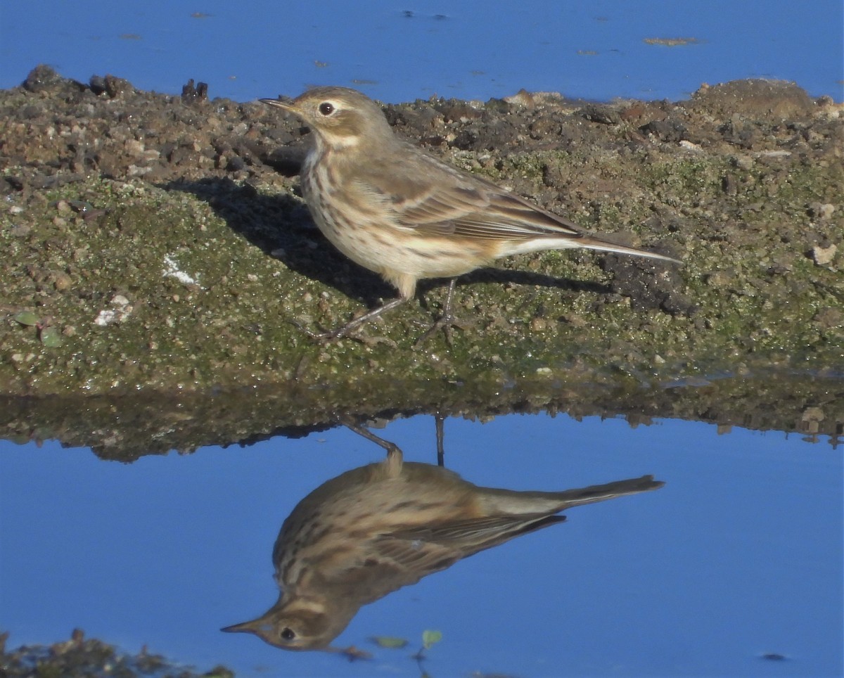 American Pipit - Pair of Wing-Nuts