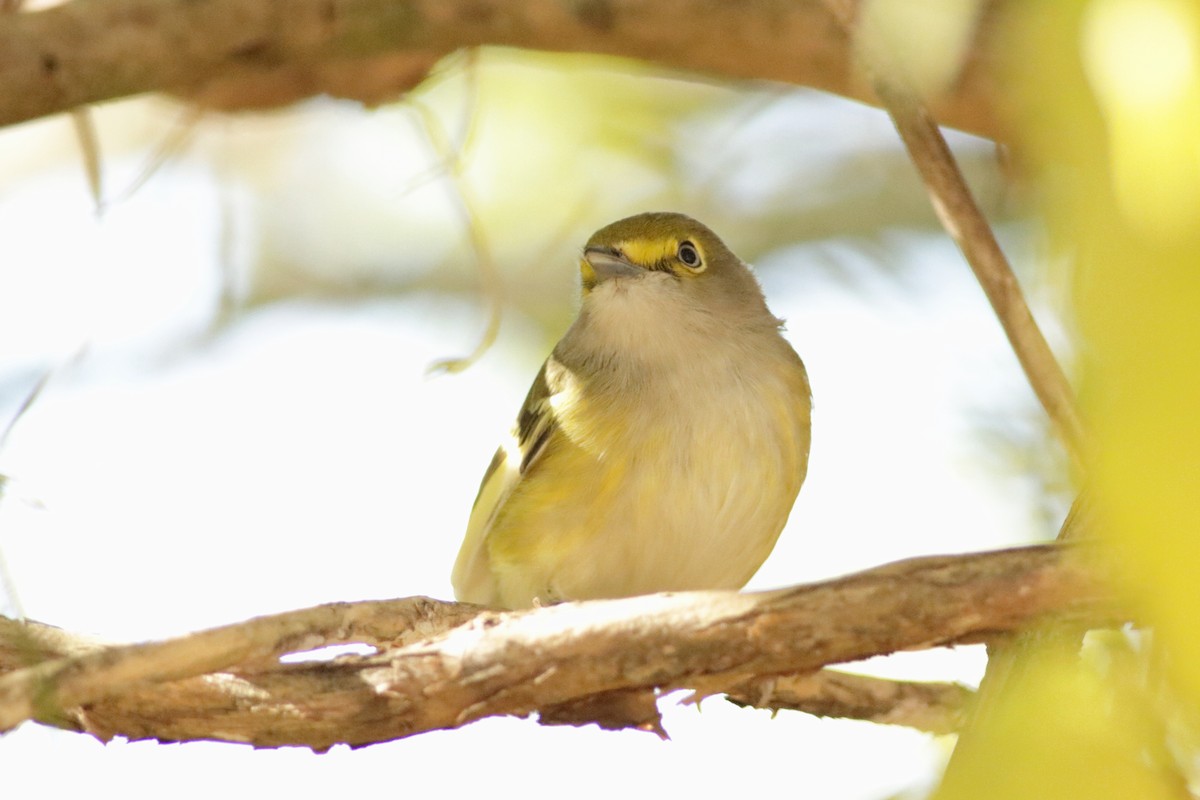 White-eyed Vireo - ML496865921