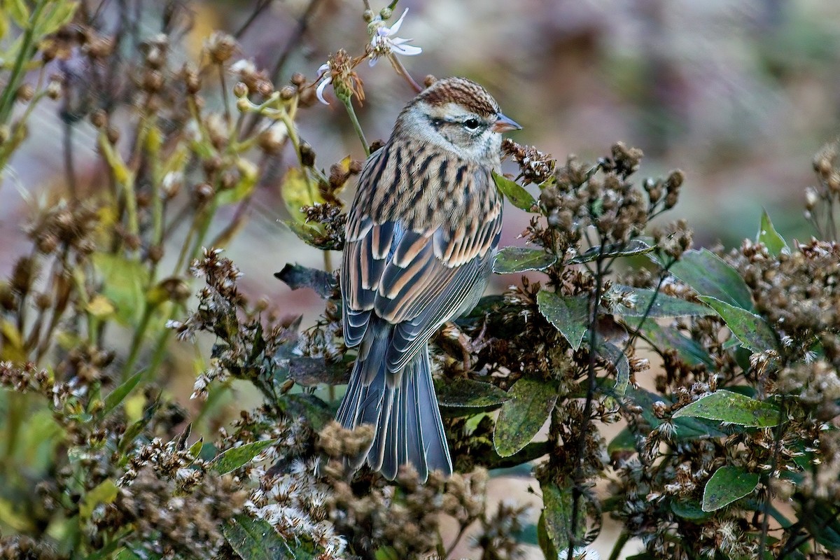 Chipping Sparrow - ML496867721