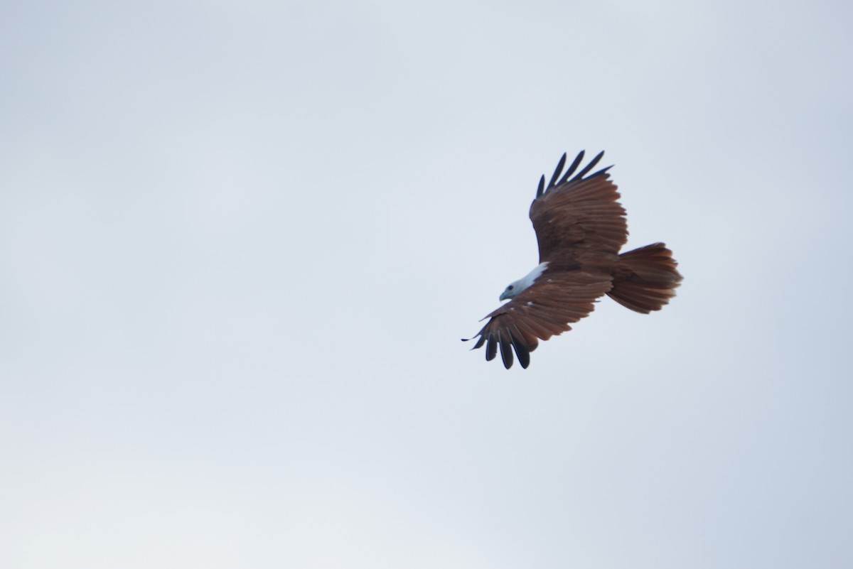 Brahminy Kite - ML496868021