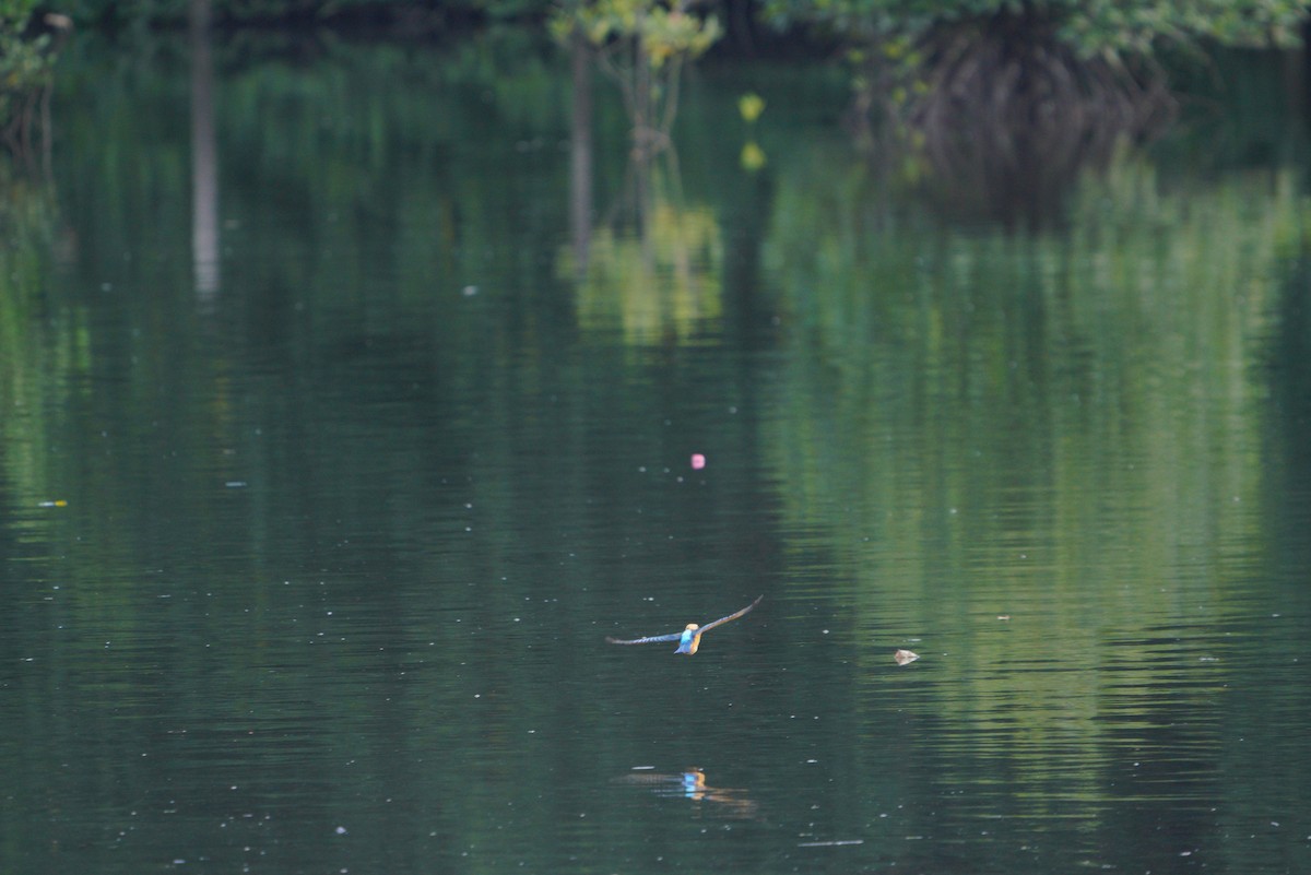 Stork-billed Kingfisher - ML496868351