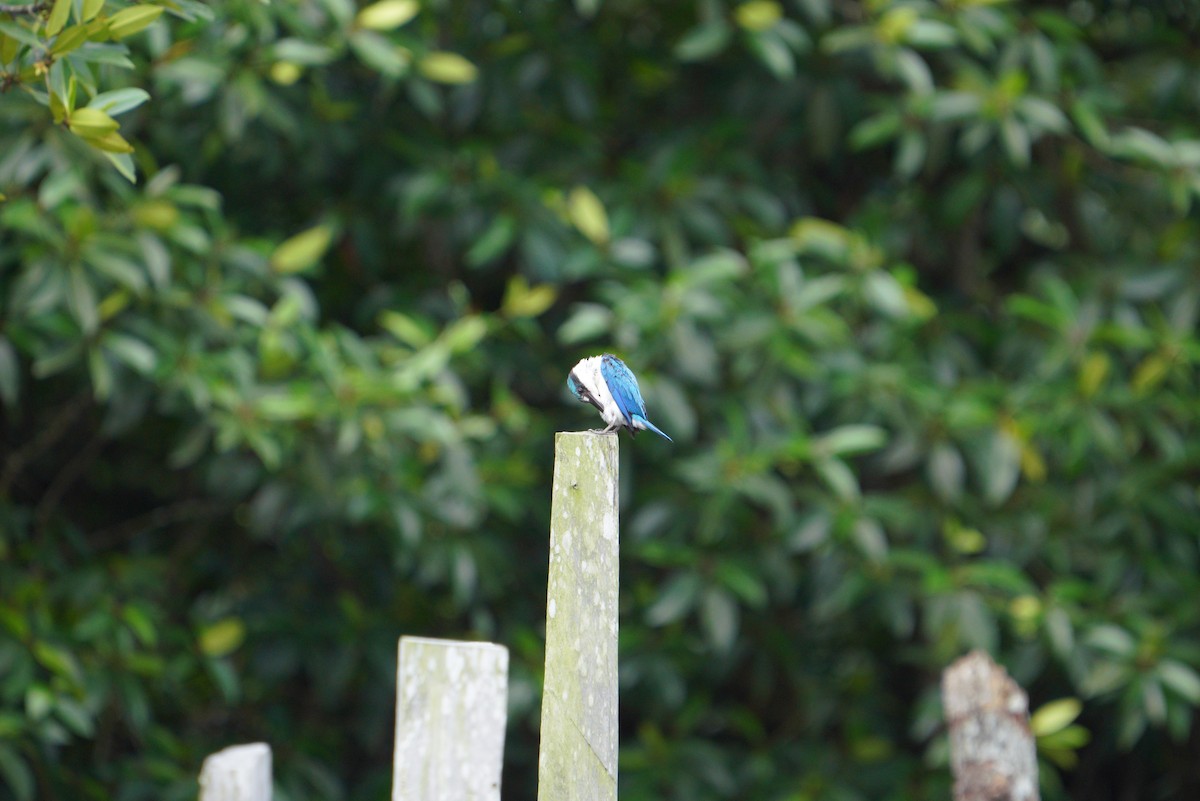 Collared Kingfisher - ML496868461