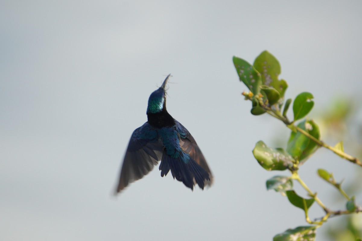 Copper-throated Sunbird - ML496868551