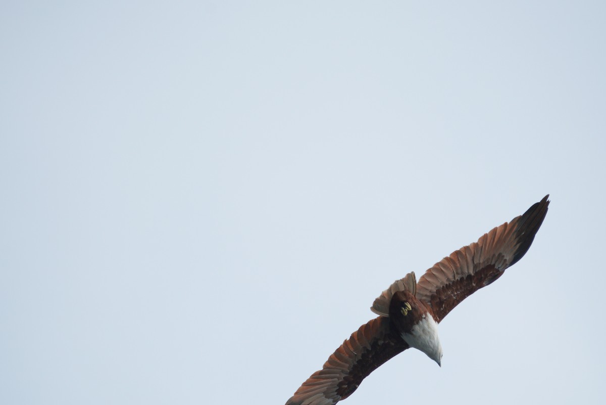 Brahminy Kite - ML496868711