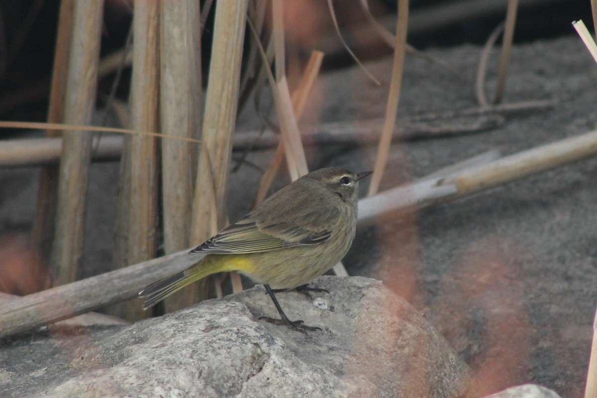 Palm Warbler - Susan Strane