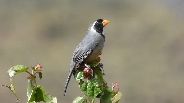 Saltator à bec orange - ML496871581