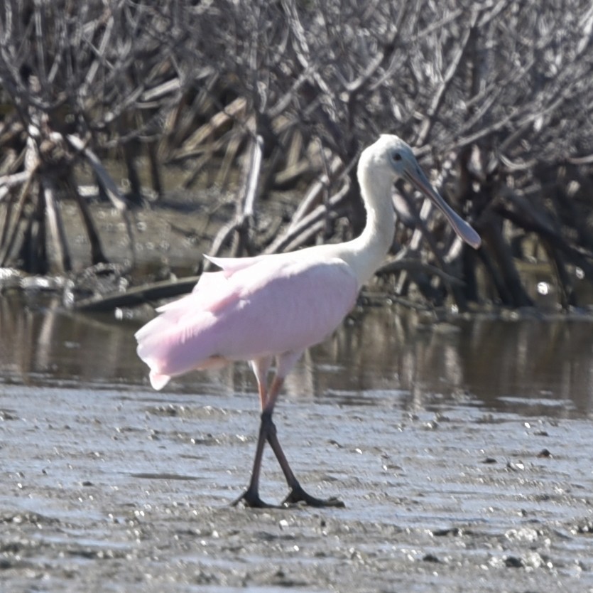 Roseate Spoonbill - ML496873891