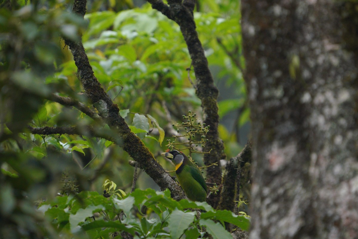 Fire-tufted Barbet - Afif Musthafa