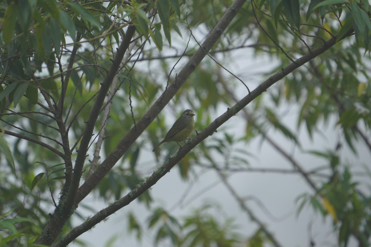 Javan Heleia - ML496874661