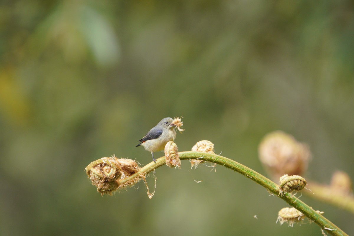 Javan Flowerpecker - ML496874711