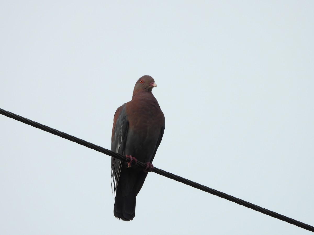 Red-billed Pigeon - 承恩 (Cheng-En) 謝 (HSIEH)