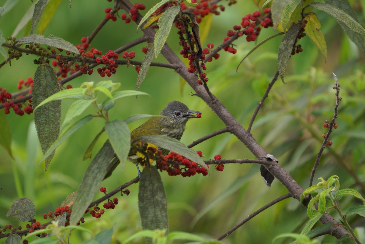 Javan Bulbul - ML496874741