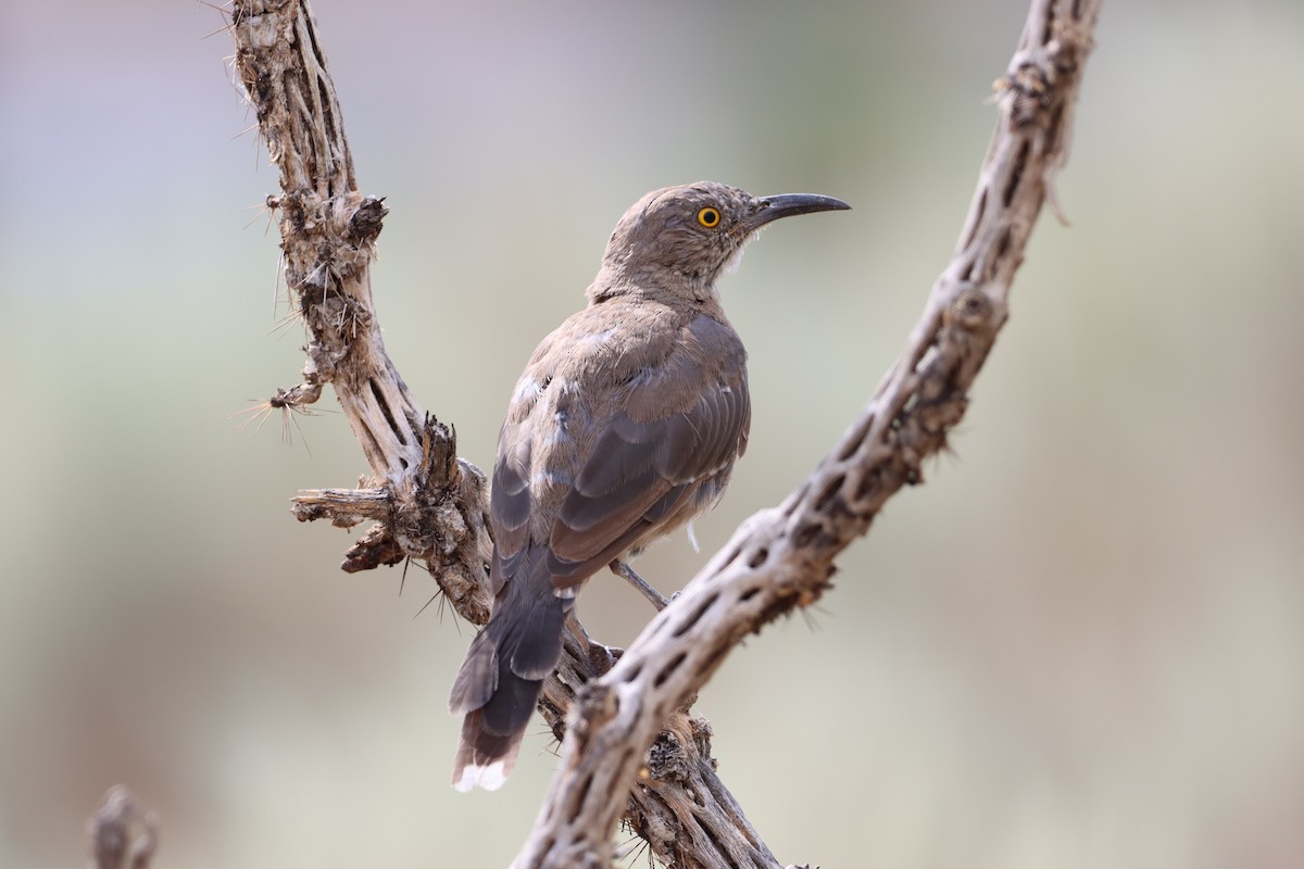 Curve-billed Thrasher - Carrie Chapin