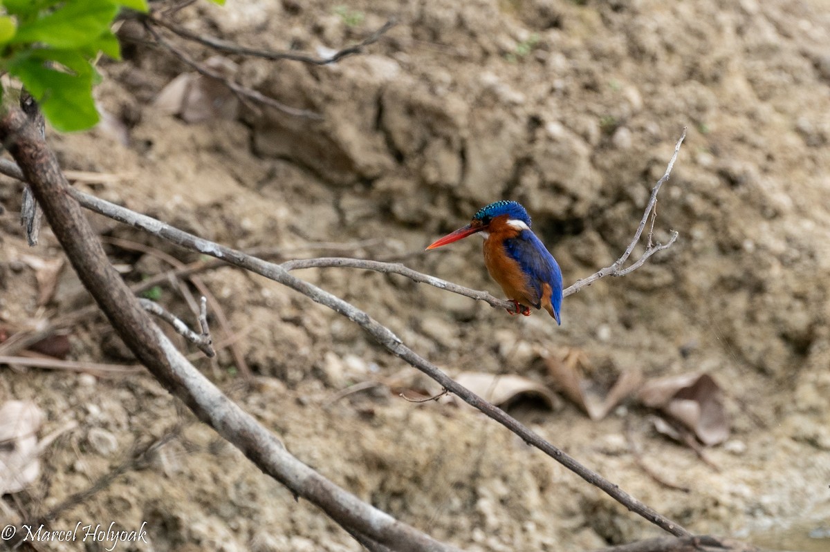 Malachite Kingfisher - ML496878051