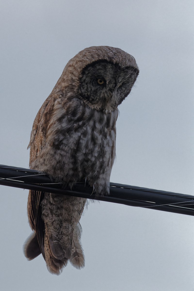 Great Gray Owl - Jean Lapointe