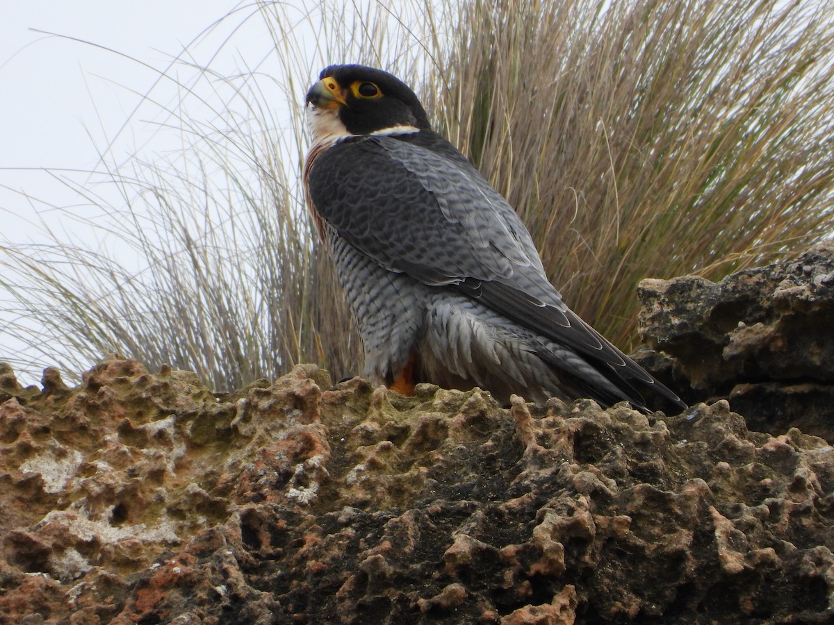 Peregrine Falcon - ML496879621