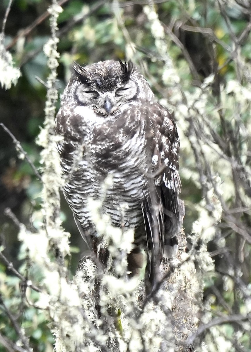 Great Horned Owl - ML496879881
