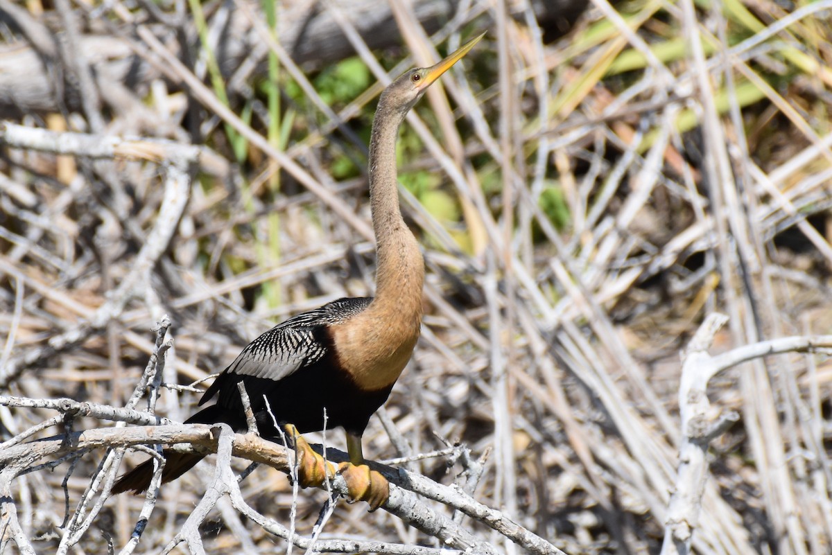 Anhinga - Matt Nelson