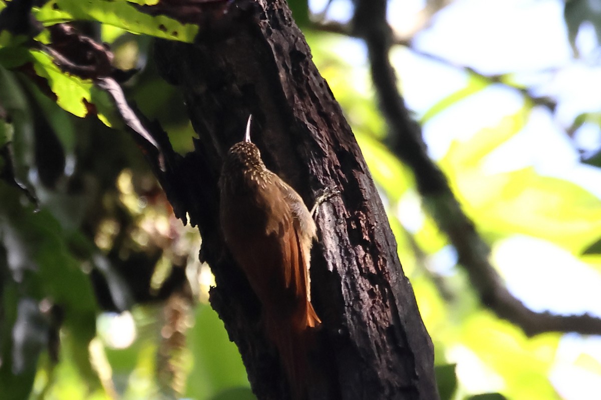 Streak-headed Woodcreeper - ML496880671