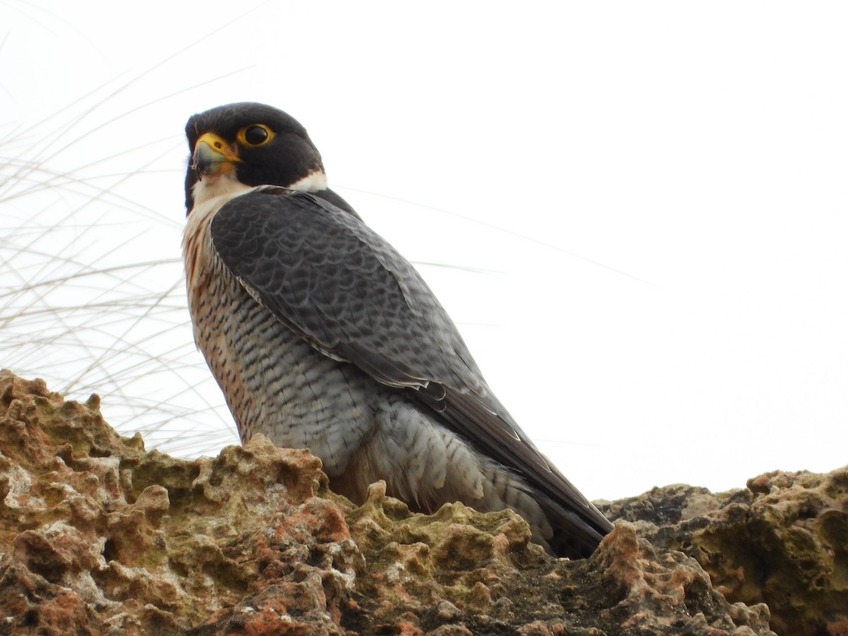 Halcón Peregrino - ML496881021