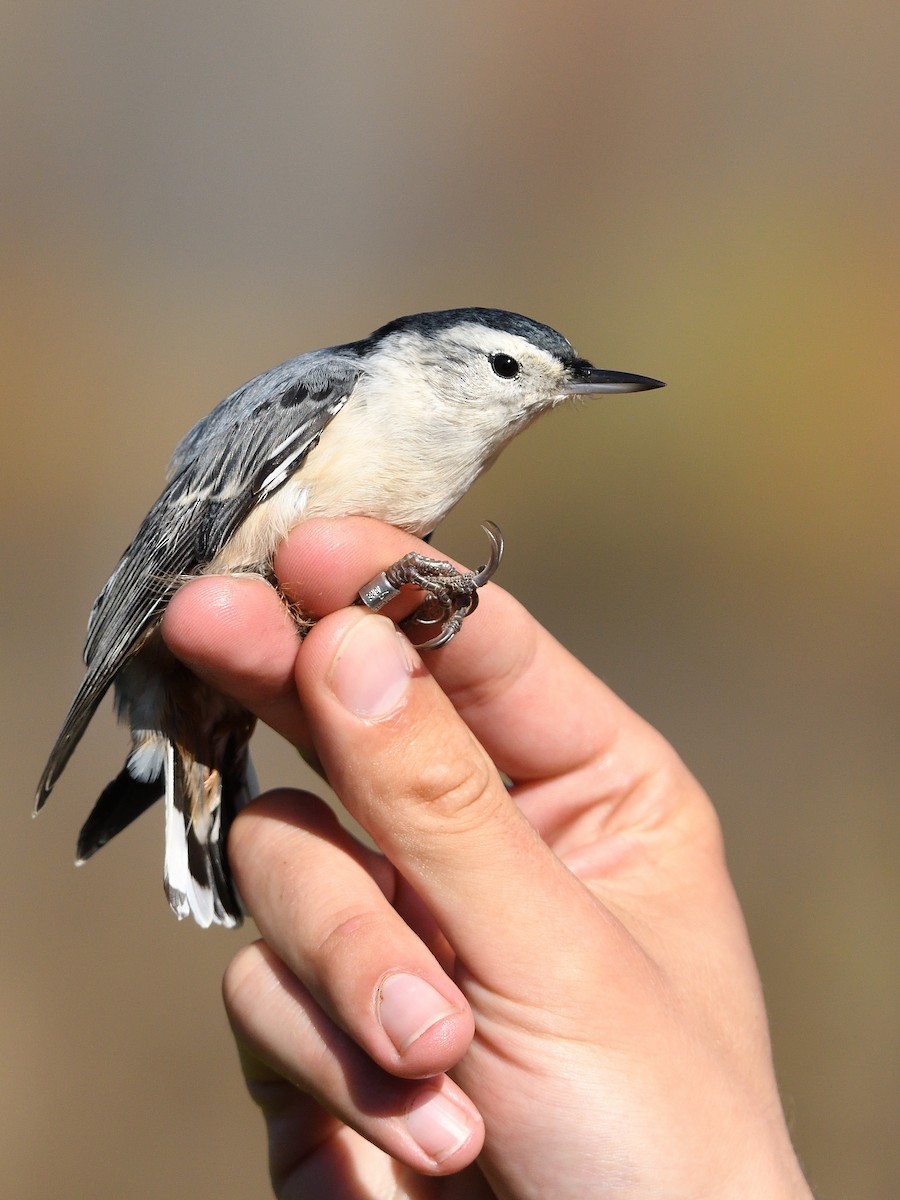 White-breasted Nuthatch - ML496882791