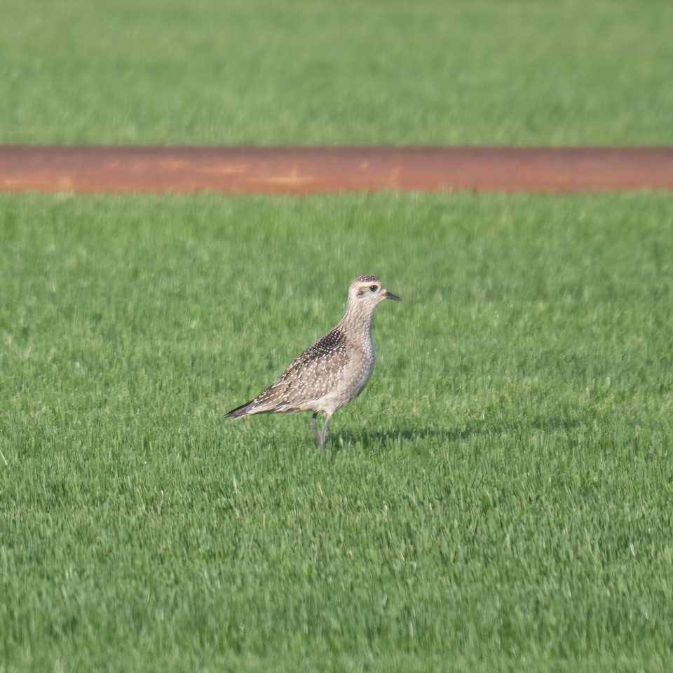 American Golden-Plover - ML496884061