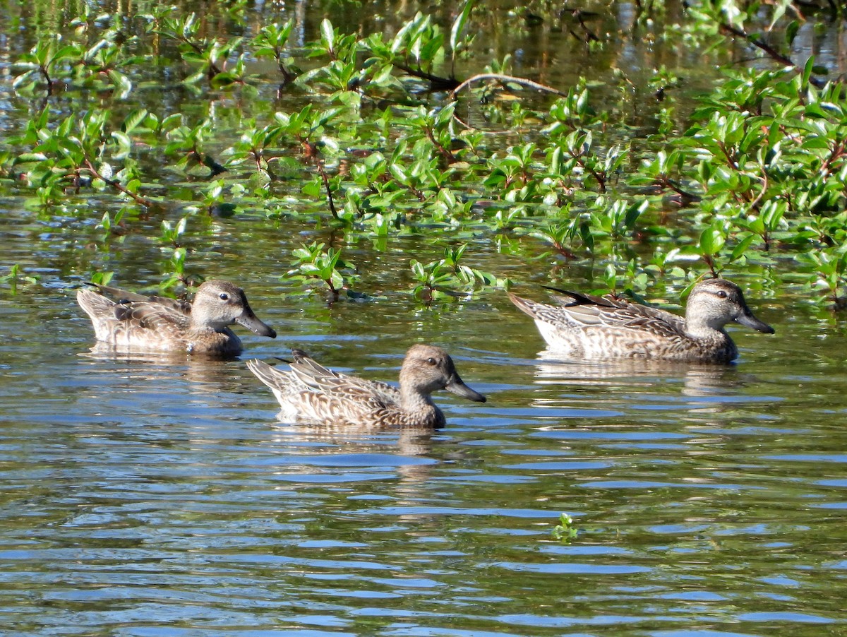 Blue-winged Teal - Nurit Katz