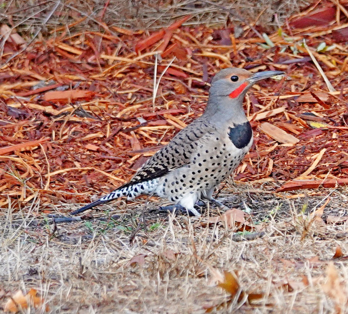 Northern Flicker - Hank Heiberg