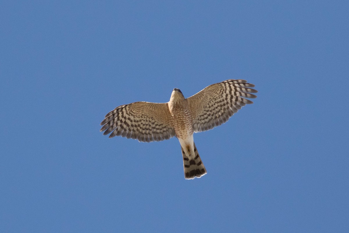 Sharp-shinned Hawk - ML496887481