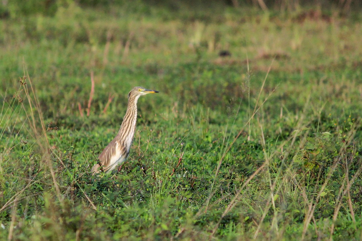 Indian Pond-Heron - ML496890541