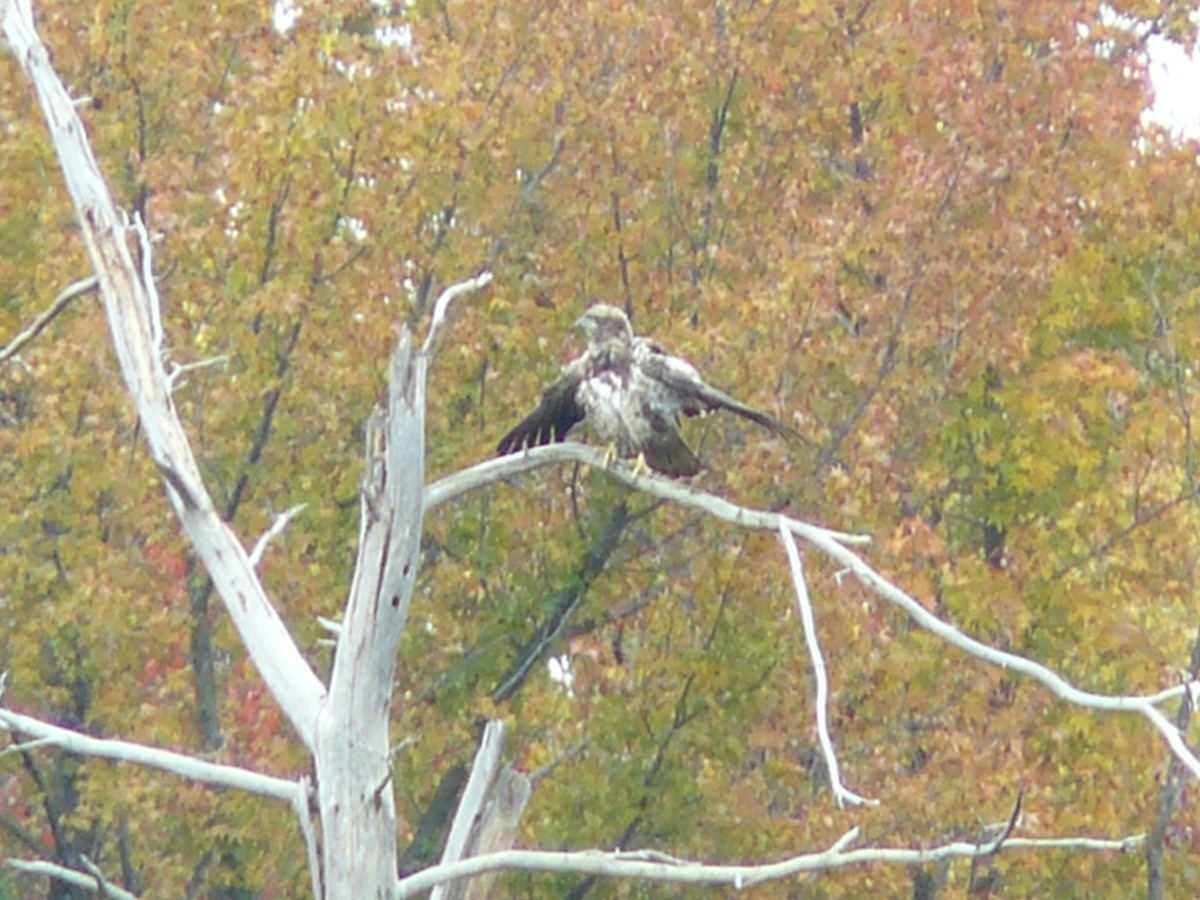 Bald Eagle - ML496892981