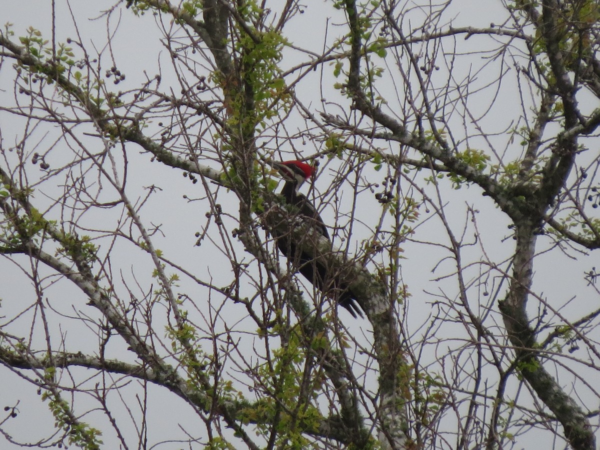 Pileated Woodpecker - ML496893211