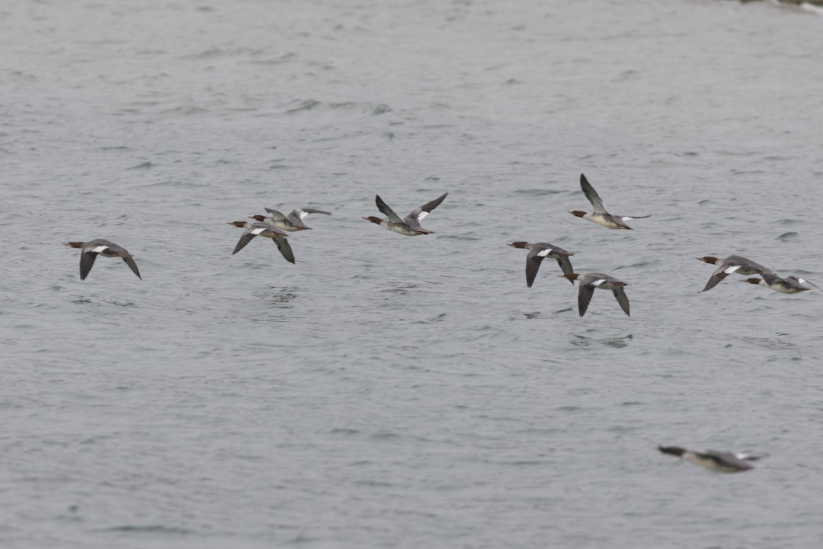 Common Merganser - ML496894241