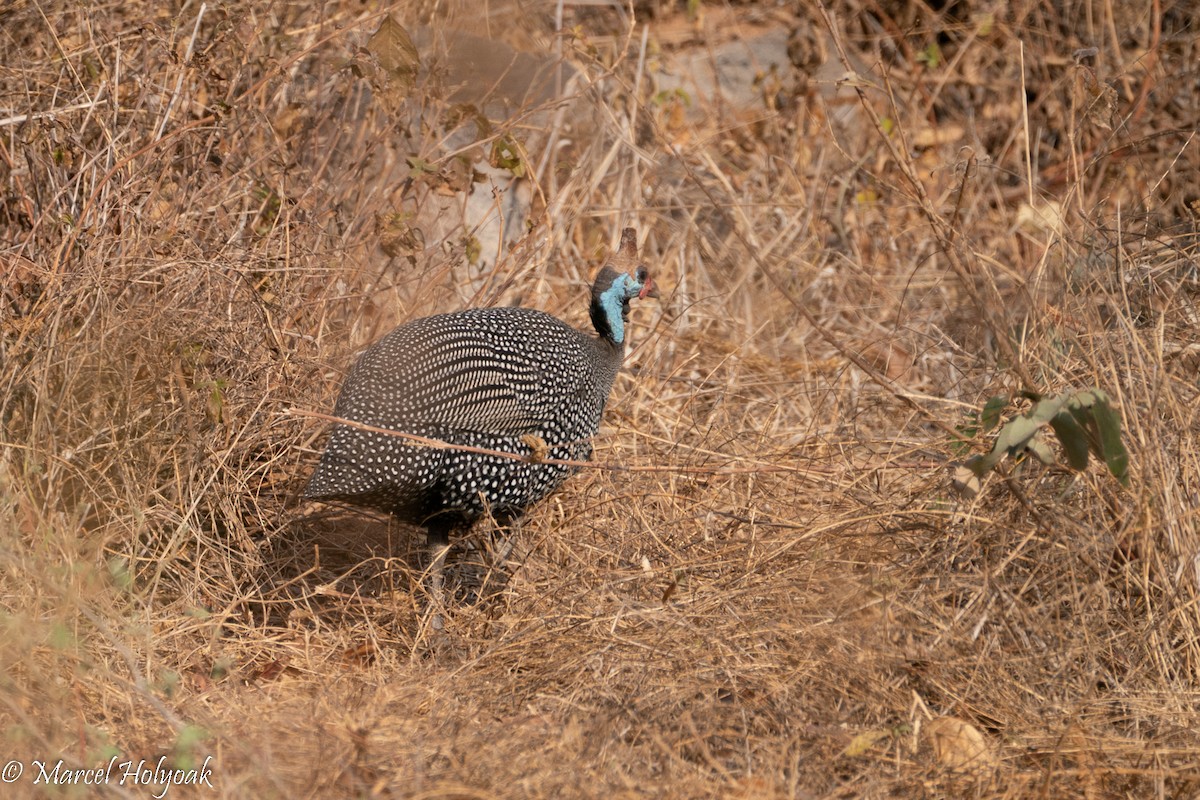 Helmeted Guineafowl - ML496894621