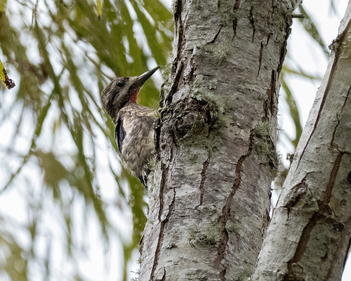 Yellow-bellied Sapsucker - ML496895441