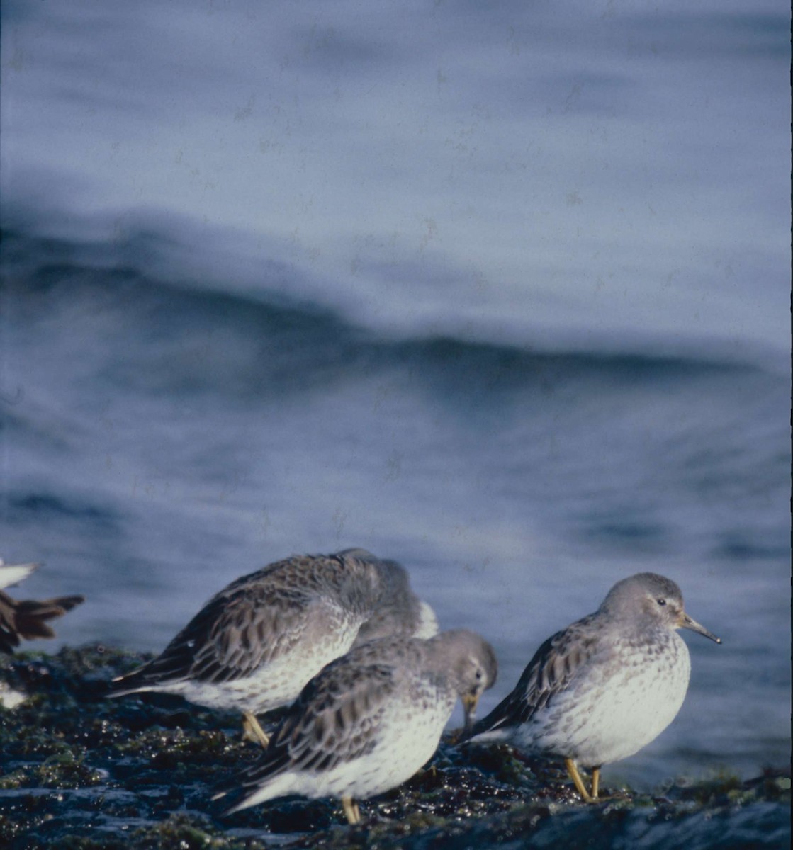 Rock Sandpiper - ML496895901